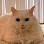 Вика Щепилина